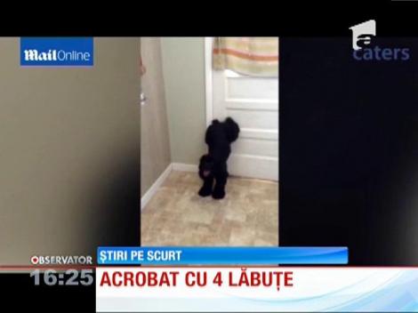 Acrobat cu 4 lăbuțe