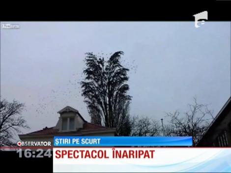 Spectacolul păsărilor