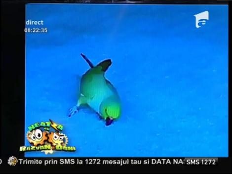 Smiley News: Cel mai smecher papagal din lume