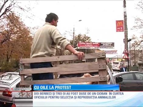 Un proprietar de stână s-a dus cu oile la protest