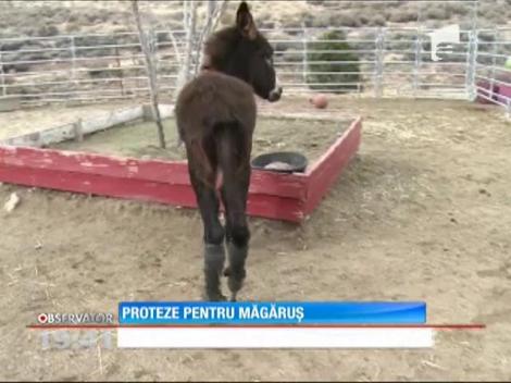 Proteze pentru măgărușul Zoe