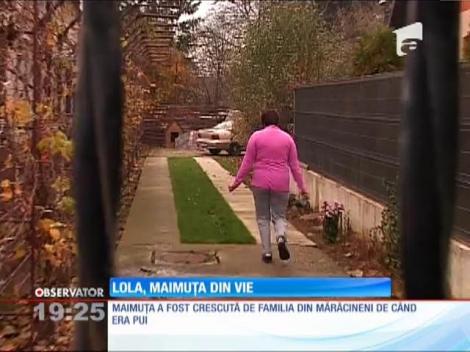Lola, maimuța din vie