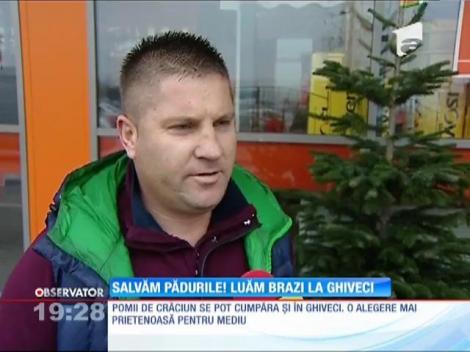 Anul acesta se poartă brazii în ghiveci