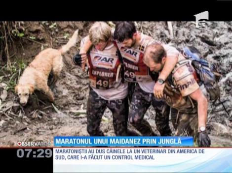 Maratonul de sute de kilometri al unui maidanez prin junglă