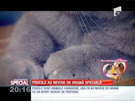 Pisicile au nevoie de hrană specială