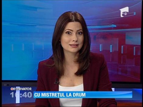 Un mistreţ, plictisit de viaţa în pădure