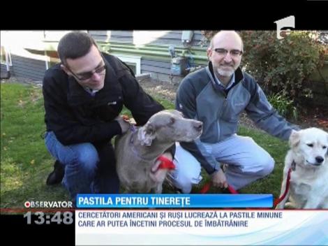 Pastila pentru tinereţe