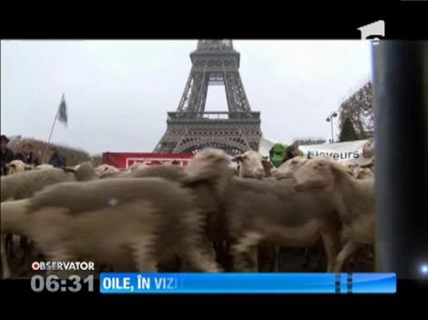 Pajiştea de lângă Turnul Eiffel, ocupată de câteva zeci de oi