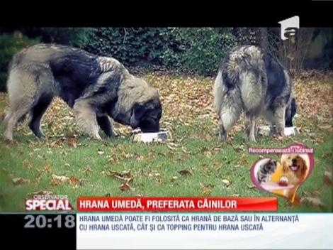 Hrană umedă, preferata câinilor