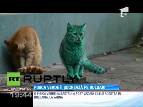 Pisica verde îi șochează pe bulgari