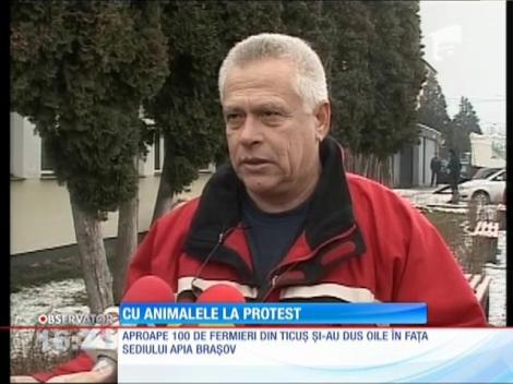Protest cu oi şi vaci în faţa sediului APIA Brașov