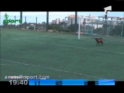 O capră pasionată de fotbal