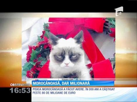Cea mai morocănoasă pisică din lume câştigă mai mult decât vedetele de la Hollywood!