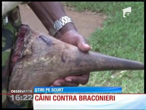 Câini contra braconieri în parcurile naturale din Africa de Sud