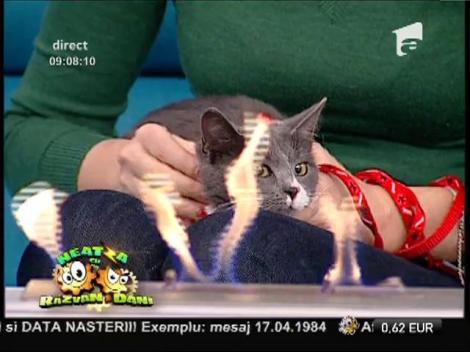 Candice Dragotă spune cum să-ți obișnuiești pisica cu un anumit tip de mâncare