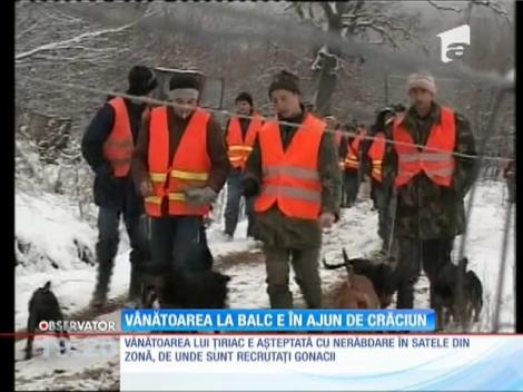 Tradiţionala vânătoare de mistreţi de la Balc se ţine anul acesta în ajunul Crăciunului