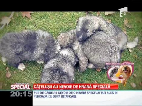 Special! Cățelușii au nevoie de hrană specială