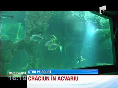 Ornamente de Crăciun și pentru pești!