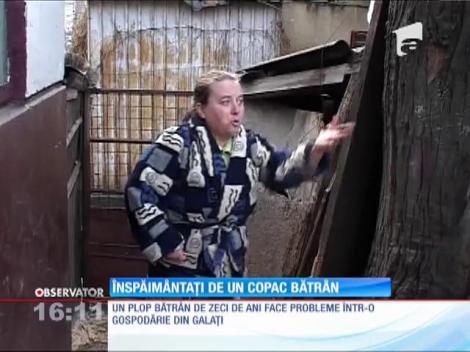 Înspăimântați de un copac bătrân