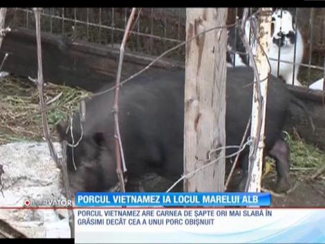 Porcul vietnamez, mai sănătos ca cel românesc