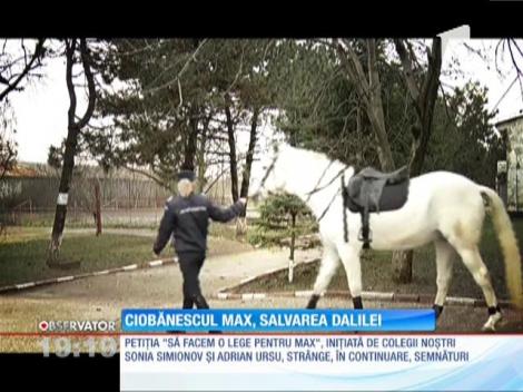 ”Legea Max” este și salvarea cailor jandarmeriei