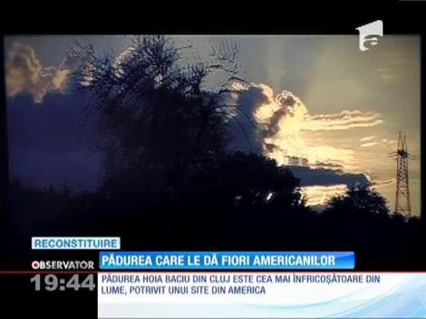 Cea mai înfricoşătoare pădure din lume, în România