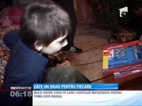 Câte un brad de Crăciun pentru fiecare