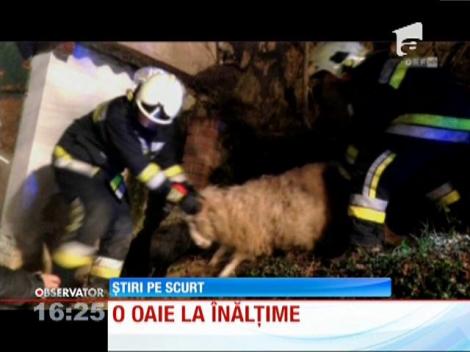 Austria: Un echipaj de pompieri, chemat să salveze o oaie de pe acoperişul unei case