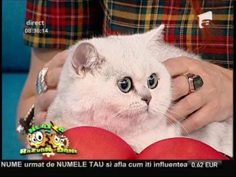 Alimentația de sărbători pentru animalele de companie