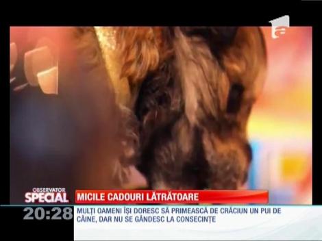 SPECIAL! Micile cadiouri lătrătoare