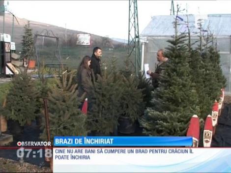 Brazi de Crăciun de închiriat