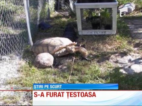 Testoasă rapită