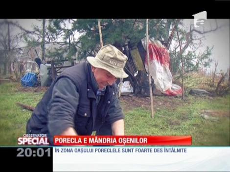 Special! Porecla e mândria oșenilor