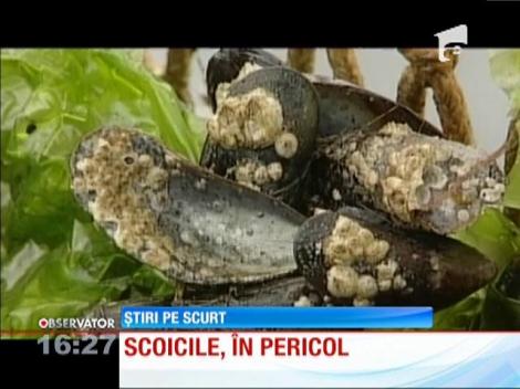 Scoicile, o raritate în meniurile restaurantelor