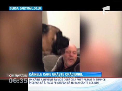 Câinele care urăşte Crăciunul