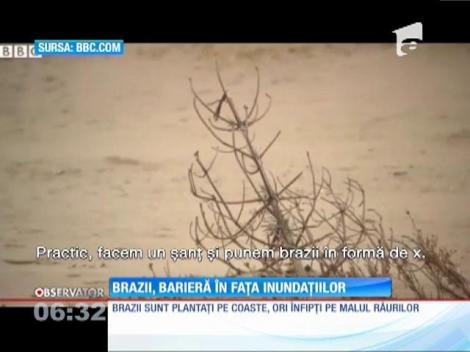 Brazii, barieră în calea inundațiilor