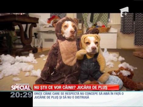 SPECIAL! Jucăriile de pluş, fericirea c&acirc;inilor