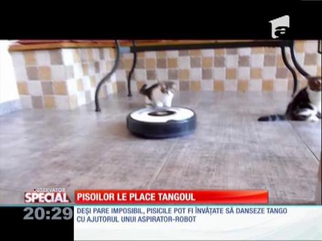 Special! Pisicilor le plage tangoul