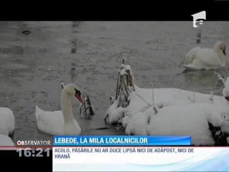 Lebedele de pe lacul Dragodana, la mila localnicilor