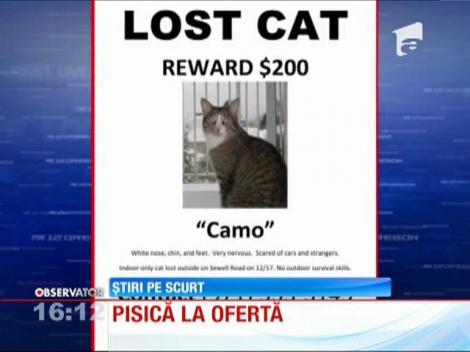 Pisica vândută la ofertă