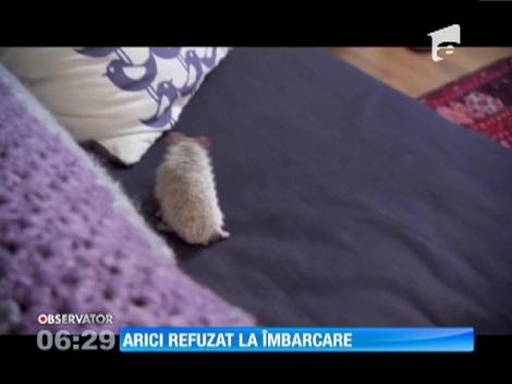 Arici refuzat la îmbarcare