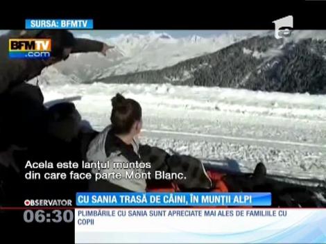 Cu sania trasă de câini, în munții Alpi