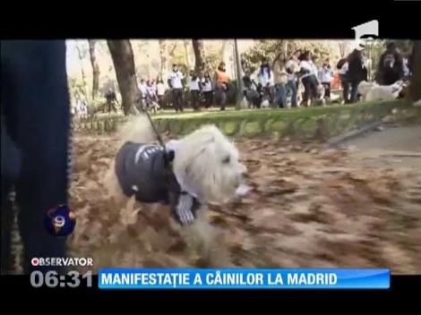 Manifestație a câinilor la Madrid