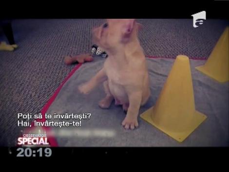 Special! Bune-maniere pentru căței mici