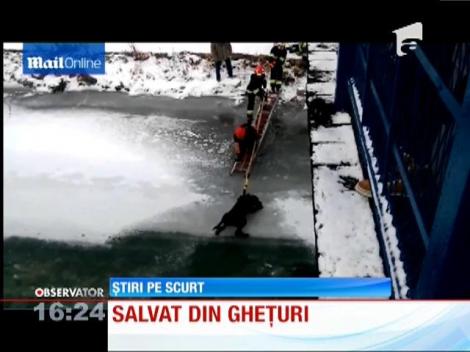 Câine salvat din ghețuri