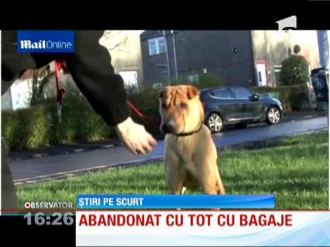 Câine abandonat cu tot cu bagaje