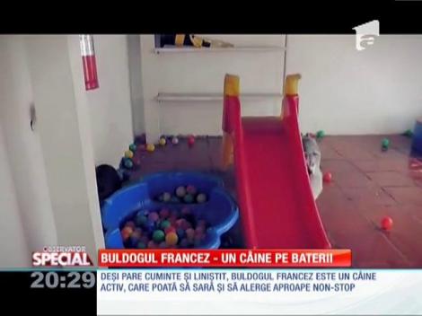 Buldogul francez, un c&acirc;ine pe baterii