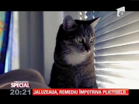 Atunci c&acirc;nd nu dorm, pisicile au o preocupare: să-şi scoată din minţi stăp&acirc;nii