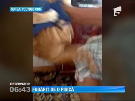 Fugărit de o pisică