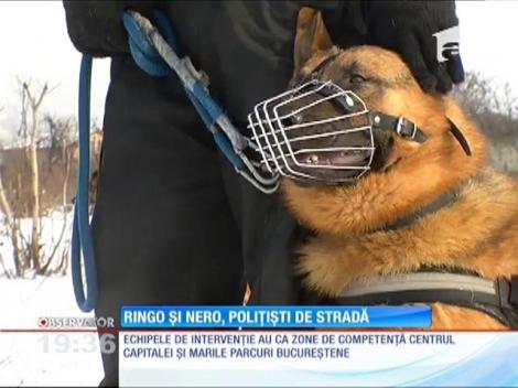 Poliţia Locală Bucureşti a mai angajat 8 câini